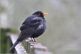 <p>KOS ČERNÝ (Turdus merula) /Common blackbird - Amsel/</p>